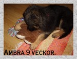 Hedeforsens Yxa (Ambra) 9 veckor