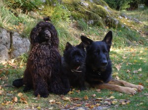 Qurre med "storebror" Affe, cairnterrier och "lillasyster" Olivia, portugisisk vattenhund.