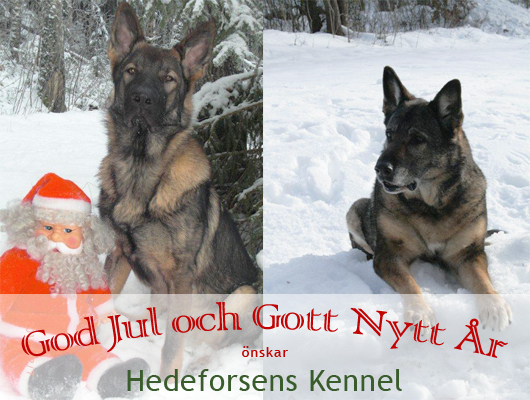 God Jul och Gott Nytt År önskar Hedeforsens Kennel