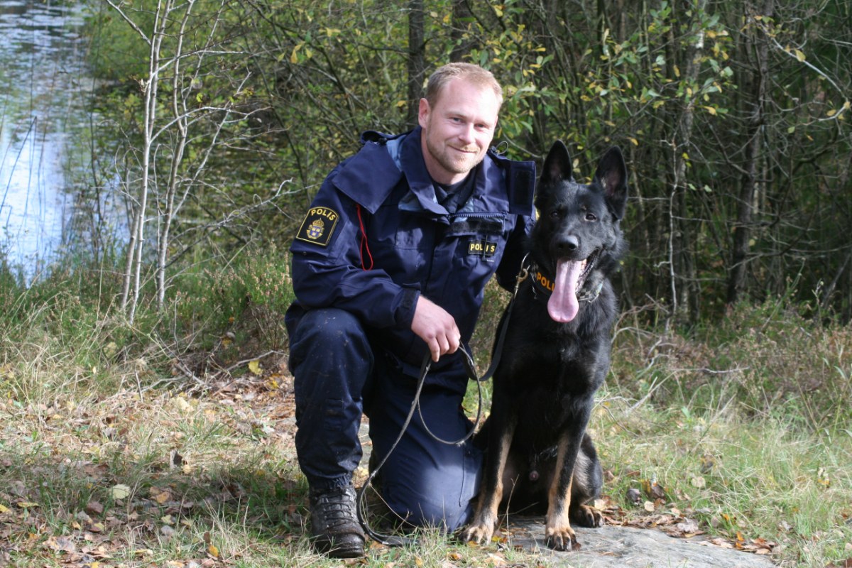 Hedeforsens Akim (Bosse) med förare Michael Lundborg