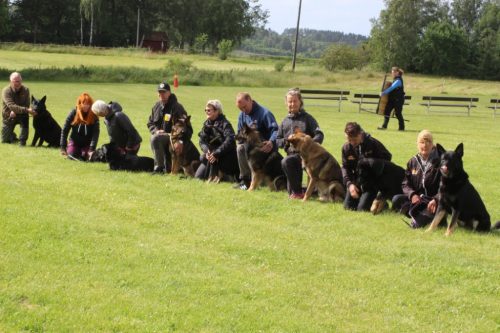 Kennel Hedeforsen visar musklerna