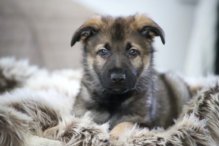 SKK-Varför gör ni ingenting åt de skadliga avel som pågår  i Sverige ?