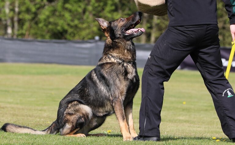 Vart är vår avel på brukshundar på väg